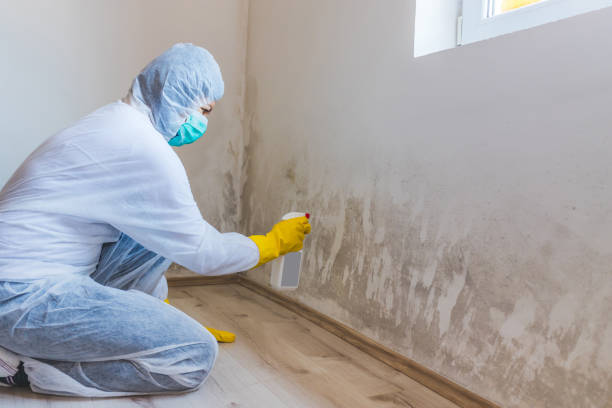 Licensed Mold Inspection service in Seaford, VA - WQB Mold Removal